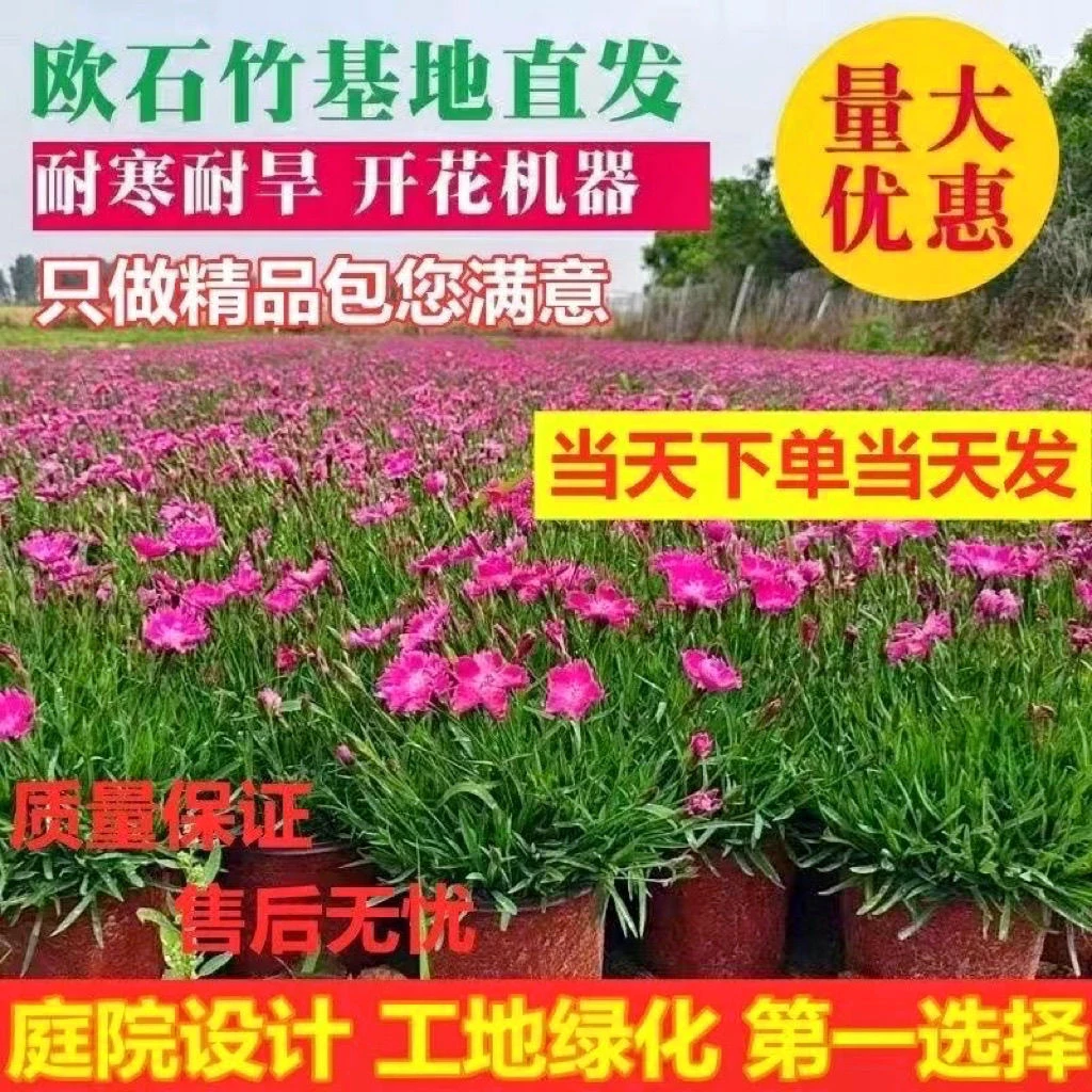 欧石竹庭院多年生宿根地被植物四季开花耐寒耐旱长不高好养