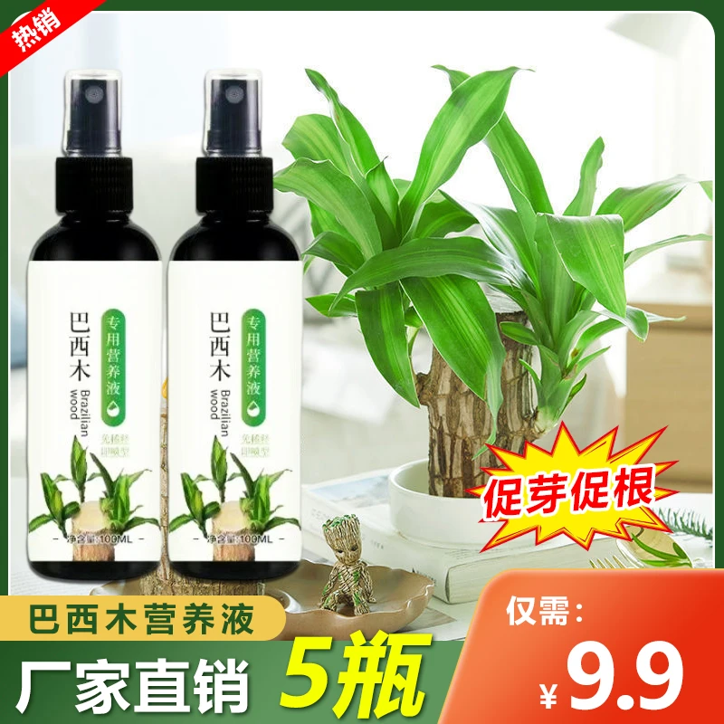 巴西木专用营养液绿叶促芽促根植物营养生长水培液