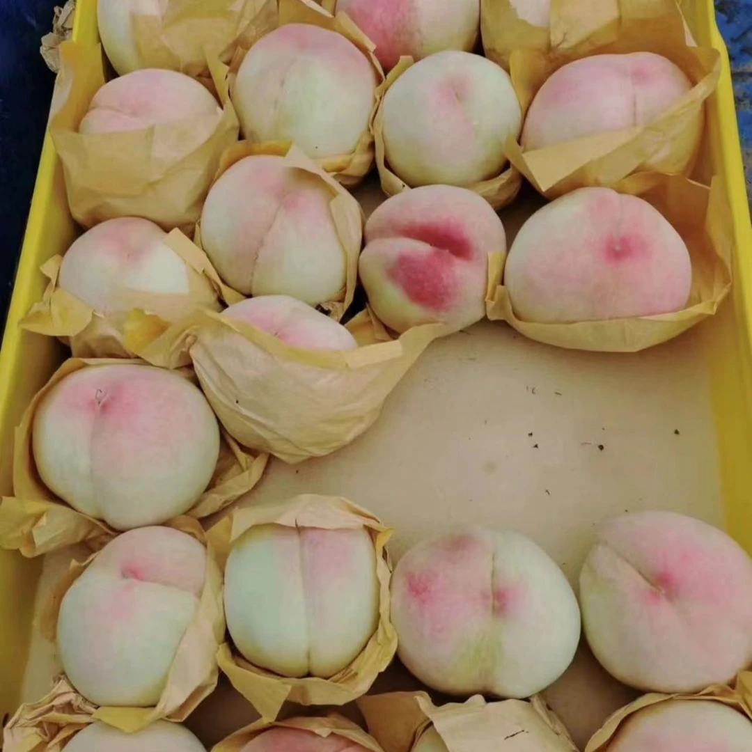 白凤桃种子6月底上市一年生