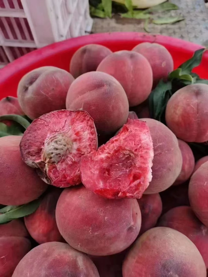 春雨血桃种子一年生6月底7月初