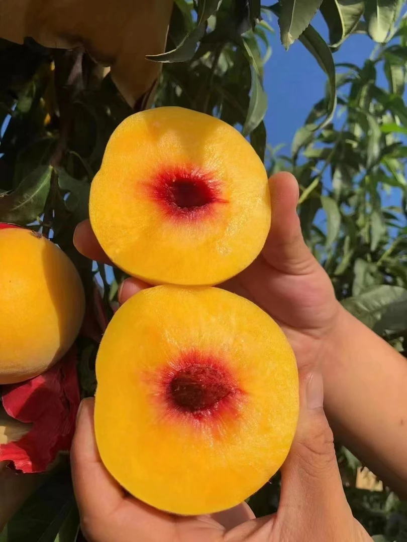 优质香甜锦绣桃种苗