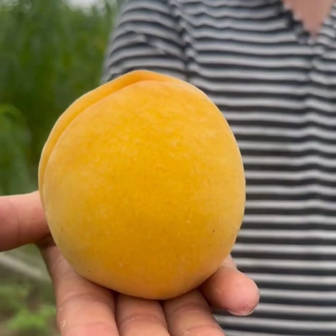 【50棵】夏季预定金凤一年生种子