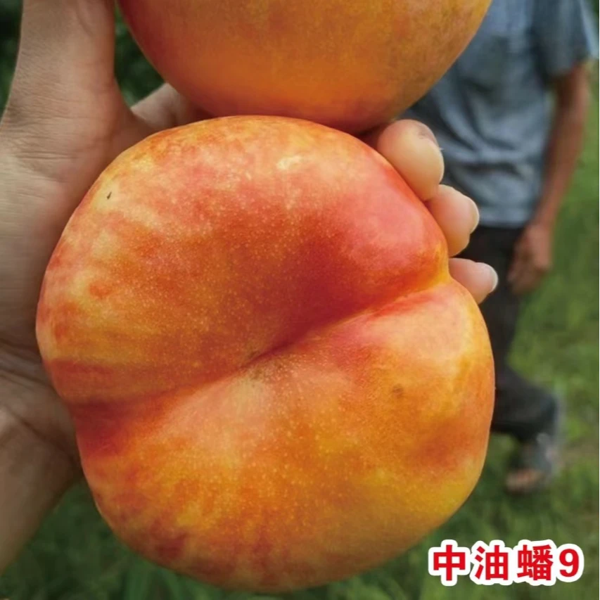 中油蟠9桃种子一年生