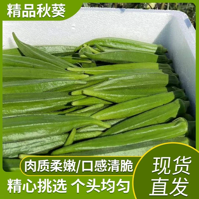秋葵新鲜海南时令秋葵蔬菜鲜嫩装农家羊豆角露天种植脆嫩美味