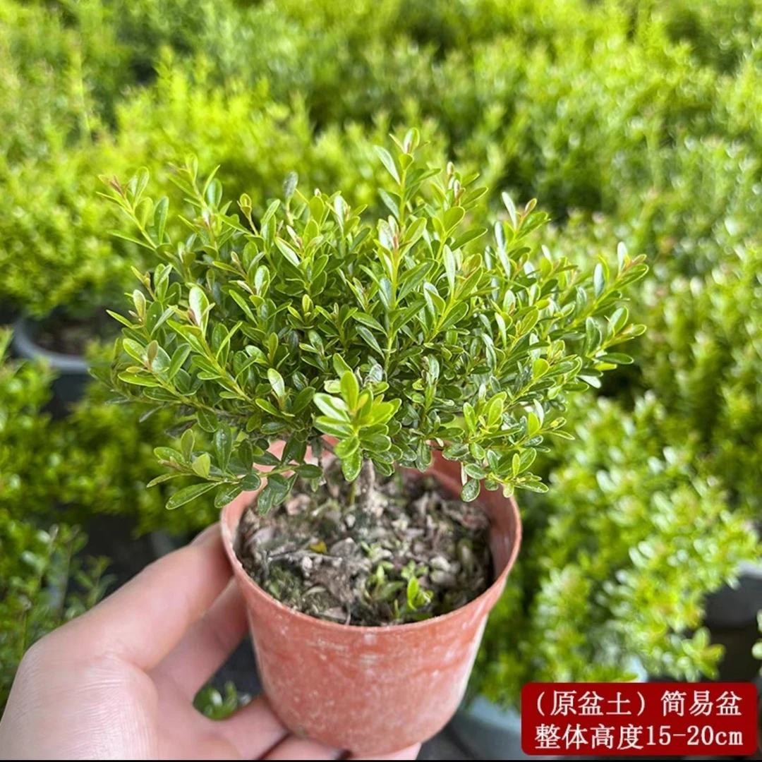 小叶赤楠老桩盆景苗植物花卉微景观水培办公室内好养四季常青盆栽