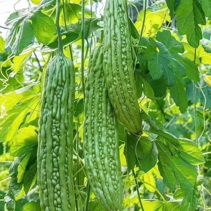 现摘现发新鲜苦瓜农家田间地头种植当即蔬菜口感脆嫩3斤5斤