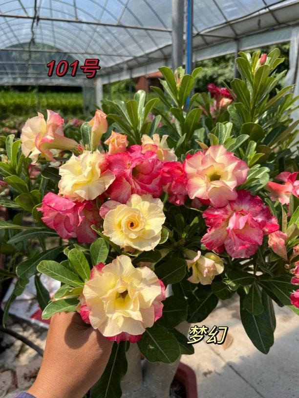 沙漠玫瑰重瓣品种
