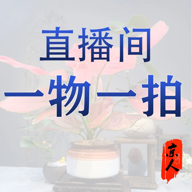 155-1000老桩年功货岭南手法盆景，一物一拍链接，拍前联系