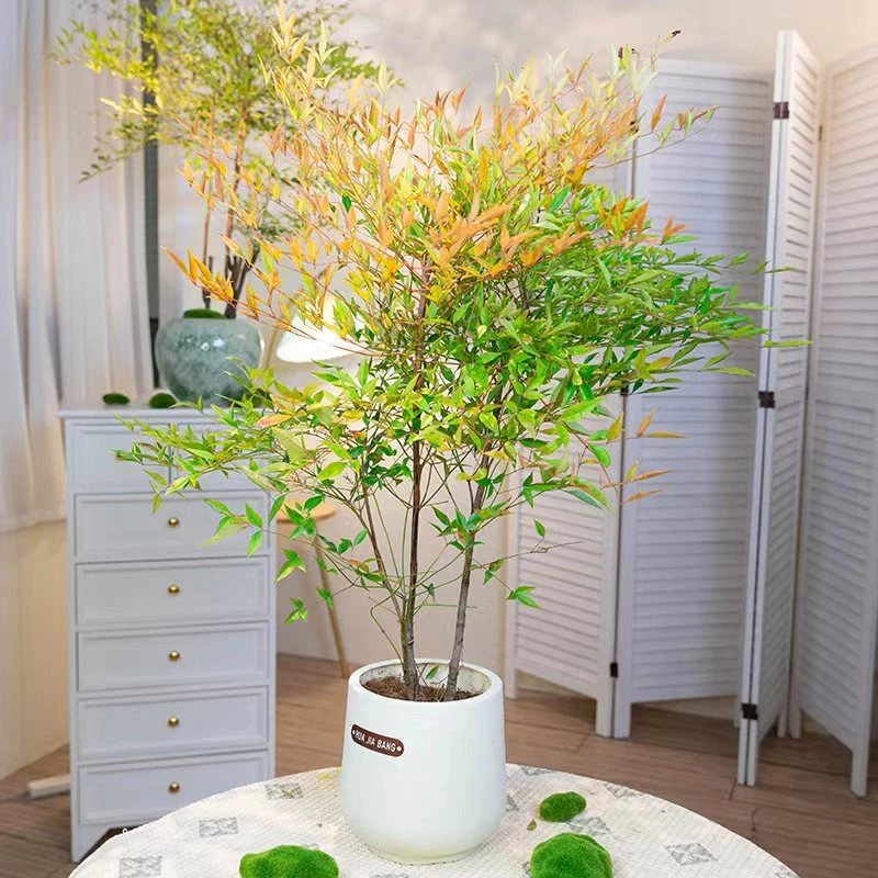 [买一送一]南天竹绿植盆栽客厅室内家居装饰办公桌面禅意叶子秋冬