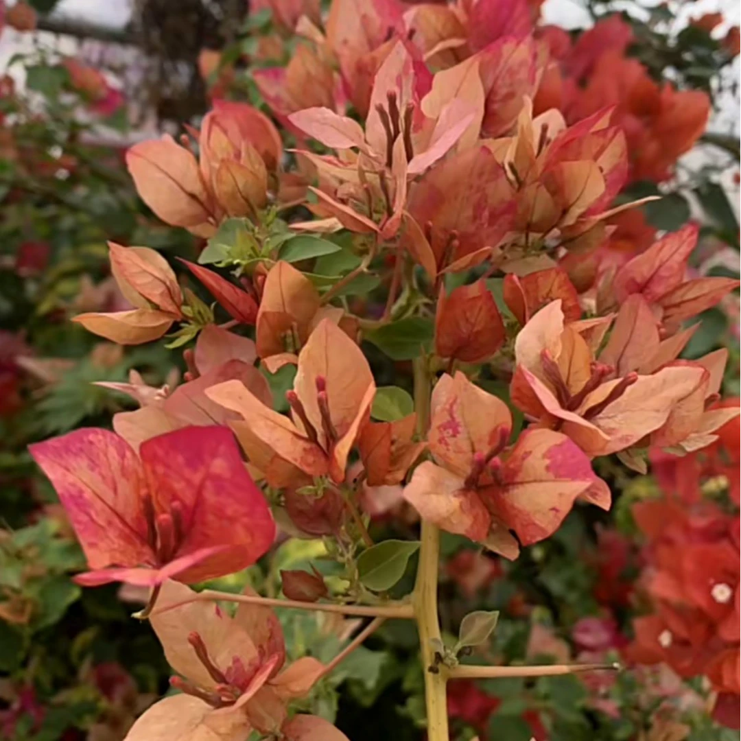 粉丝福利三角梅带花盆栽四季花卉爬藤绿植