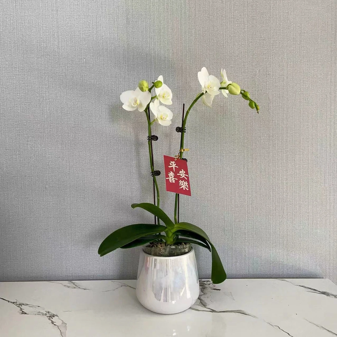 蝴蝶兰【阿玛】带盆组好发货 办公室 客厅 玄关 婚礼 开业 乔迁