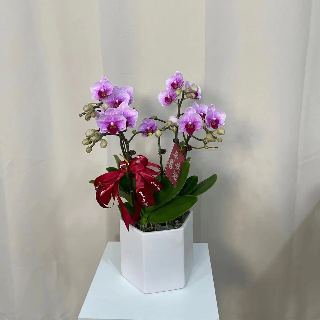 蝴蝶兰【宝贝】带盆组好发货 客厅 别墅 乔迁 开业 年宵花