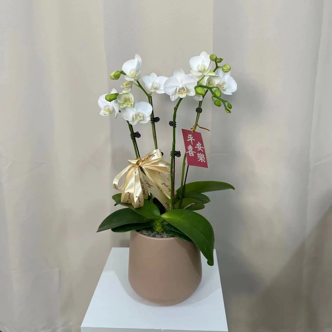 蝴蝶兰【阿玛】带盆组好发货 客厅 别墅 乔迁 开业 办公室