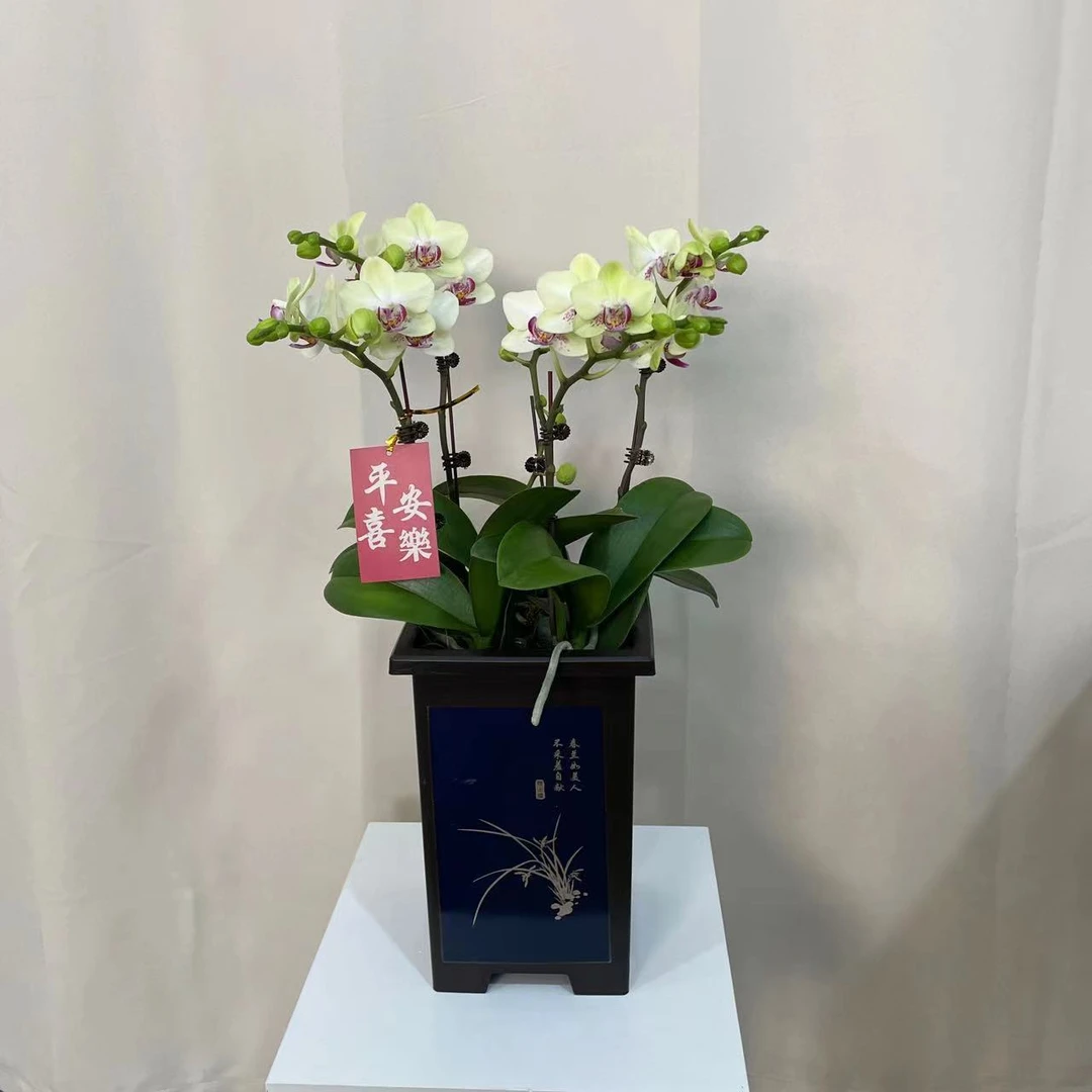 蝴蝶兰【绿熊】带花带盆组好发货送蝴蝶结 餐桌玄关 伴手礼