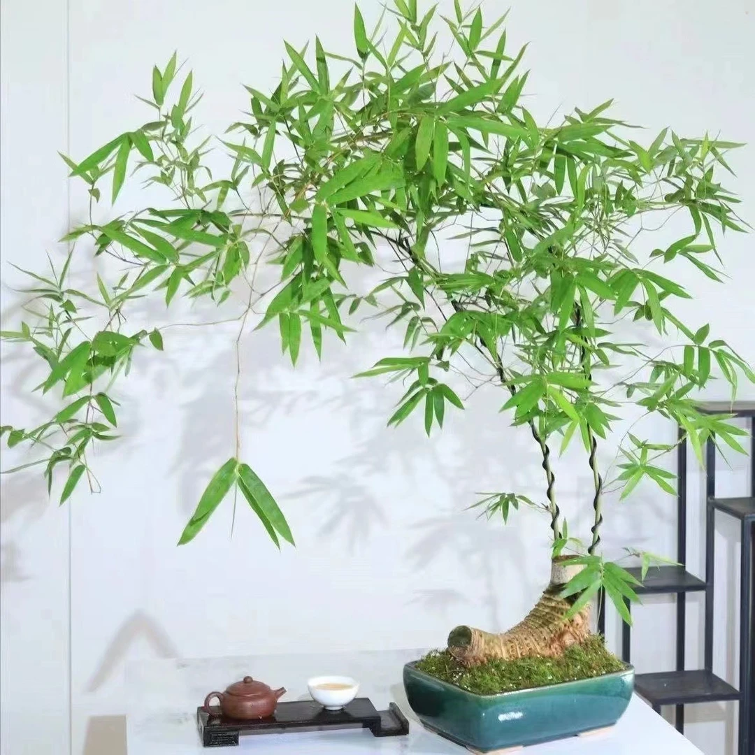 小叶勒竹好养护盆景