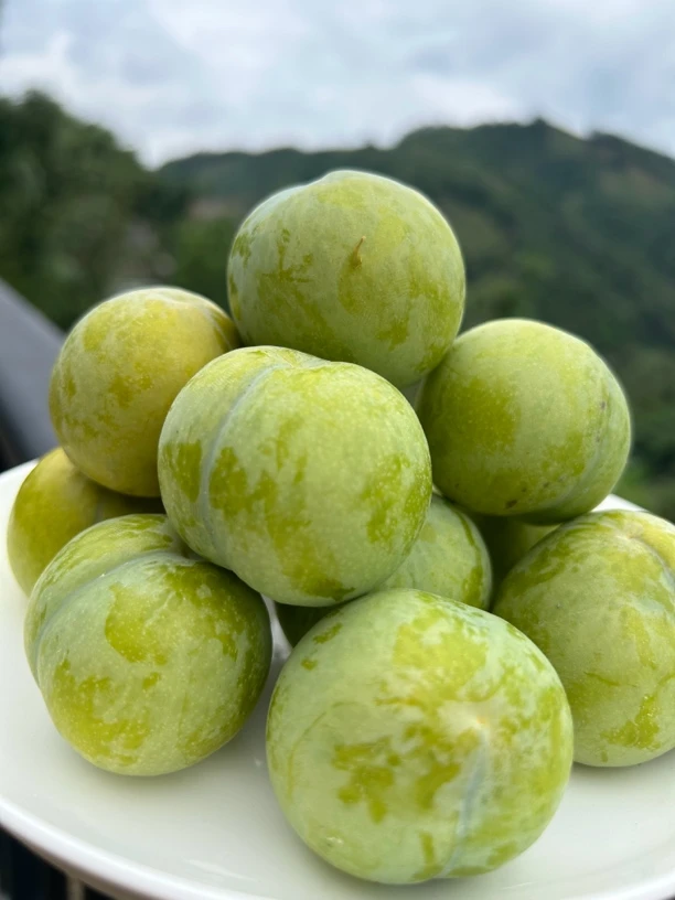 现货四川汶川新鲜青脆李脆甜脱骨李当季孕妇水果冰糖李子五斤包邮