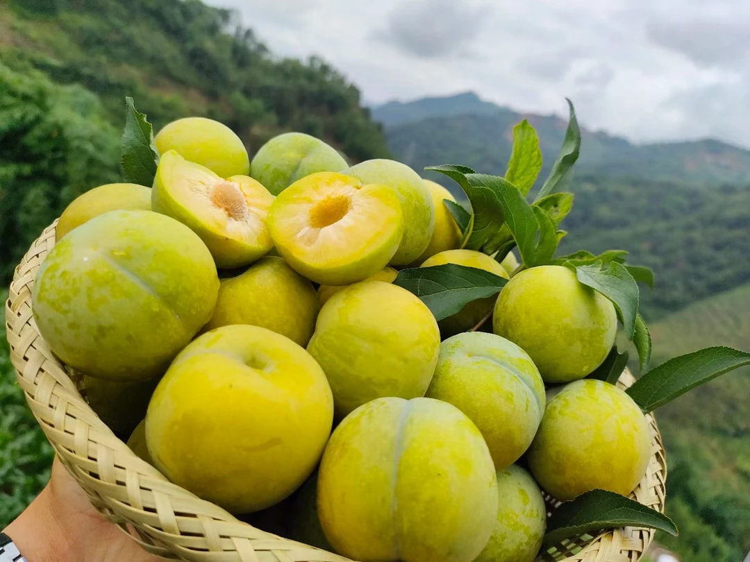 正宗四川汶川青脆新鲜脱骨李汶川脆甜李子五斤当季水果蜂糖李大果