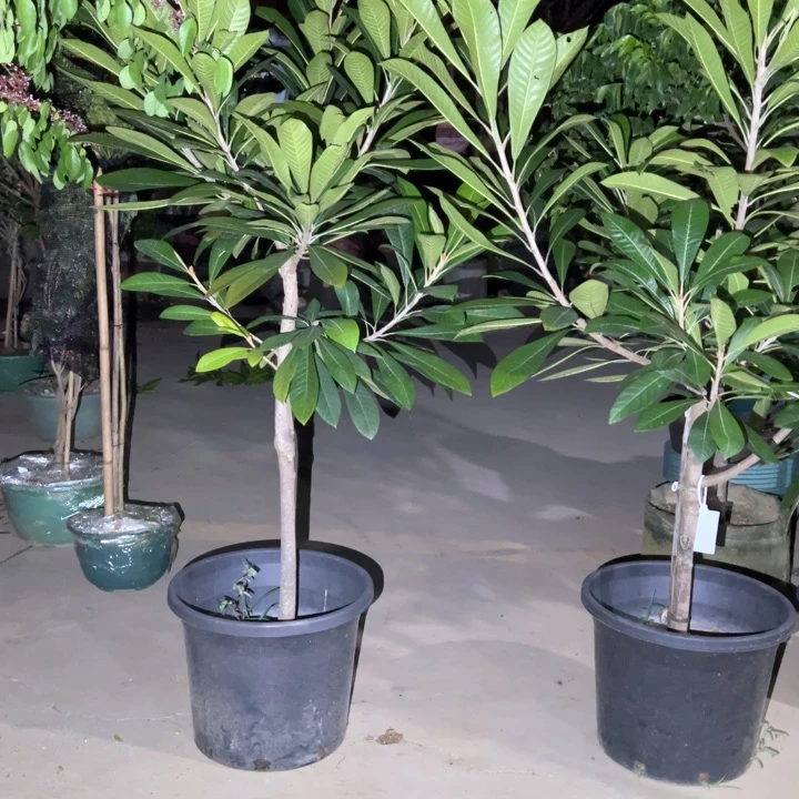 乐*呵果树11111111111