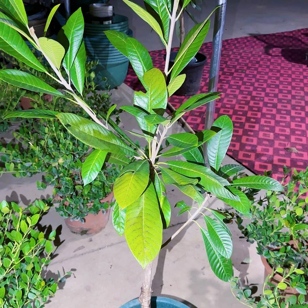 伟****8果树111111111111