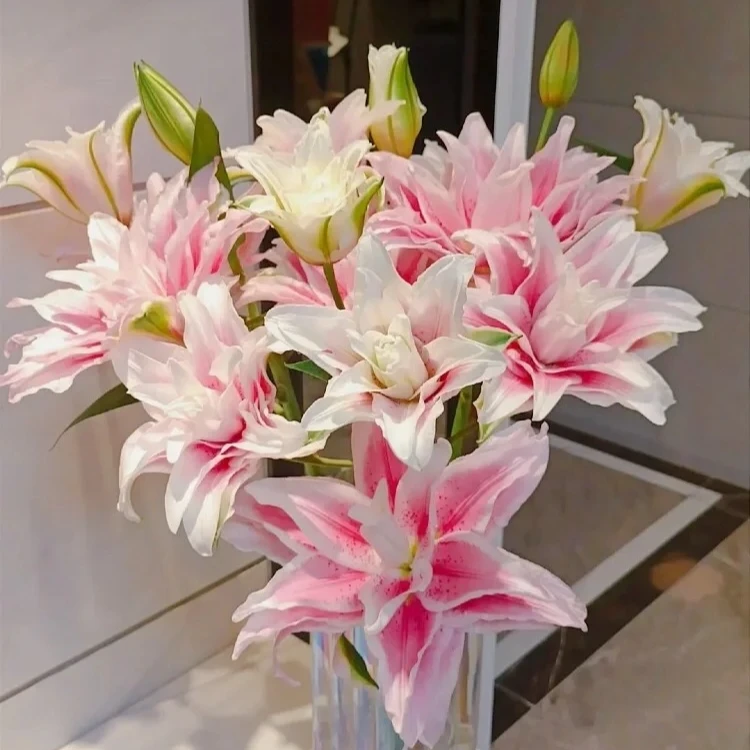 【佳佳有花】伊莎贝拉重瓣香水百合 任意2单包邮 发货后不支持退款