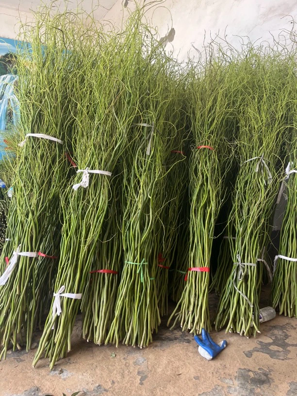精品水培植物龙柳鲜枝鱼缸客厅网红圣诞桌摆易活观叶耐寒室内绿植
