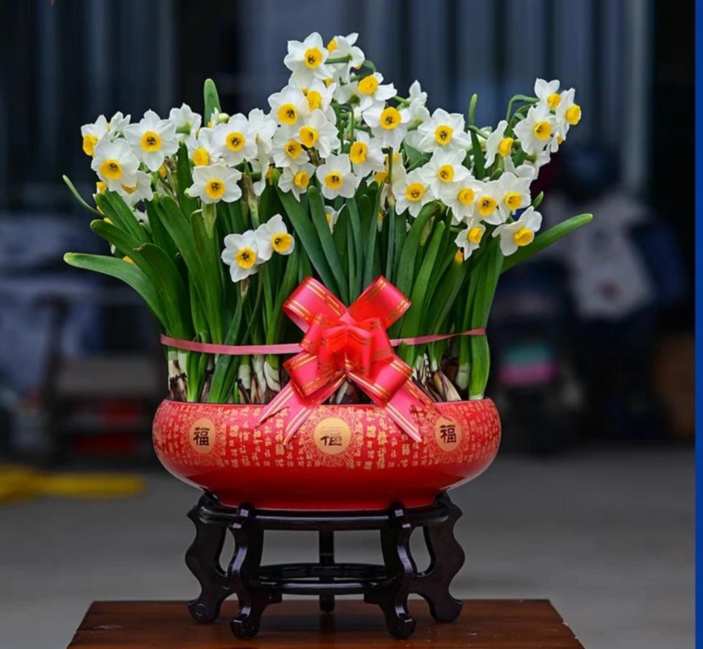 ［带盆］剥皮养护好长根发芽本地水仙花开花浓香室内盆栽