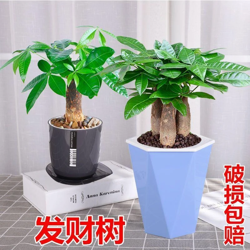 发财树盆栽室内客厅桌面绿植小盆景大发财树苗招财树客厅发财树