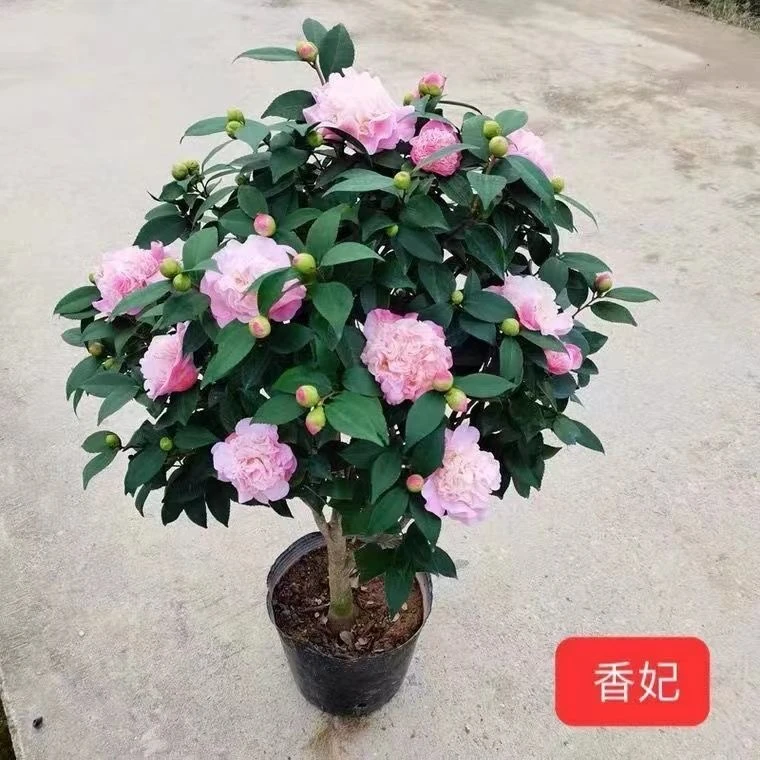 香妃山茶花树苗粉色大花浓香南北方种植耐寒不怕冻原生苗带花苞