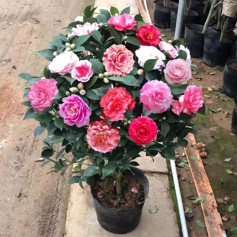 带花苞五色赤丹山茶花树苗原生苗耐寒不怕冻年宵花南北方种植当年