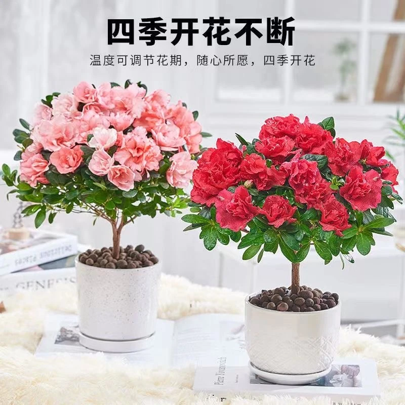 杜鹃花盆栽苗阳台盆栽好养易活花卉耐寒不怕冻年宵花当年开花