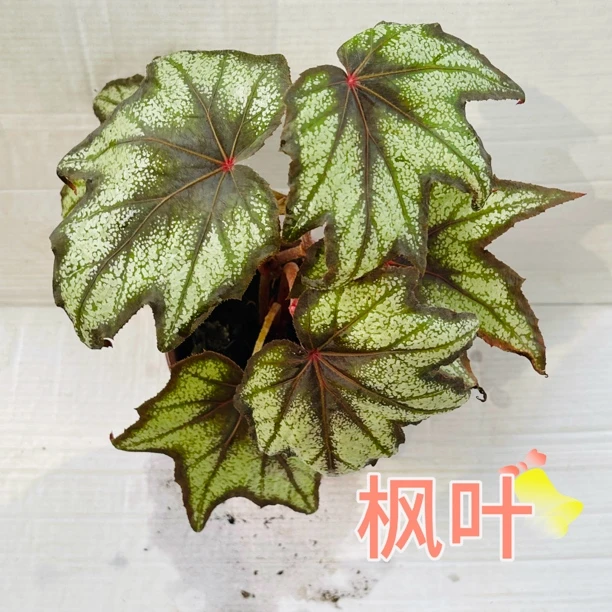枫叶秋海棠热值，叶损不包，换盆不售后