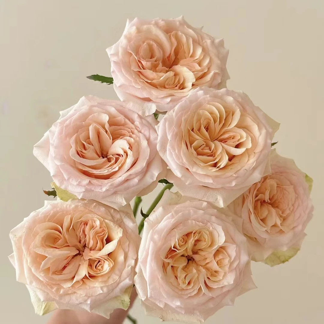 拾季玫瑰花 家庭 居家 办公 花艺 插花 京东空运包邮 云南鲜花