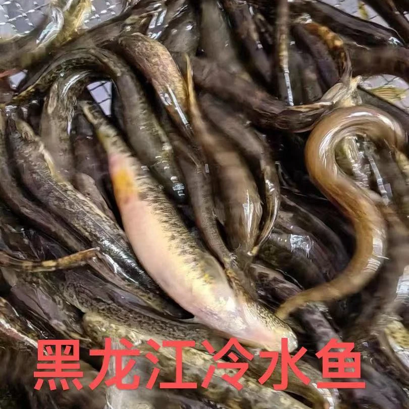 公【三斤起拍顺丰发货到家黑龙江冷水鱼】