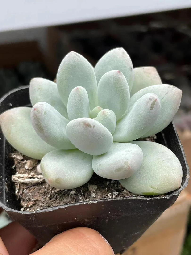 香水【全店凑单满18元发货】多肉植物
