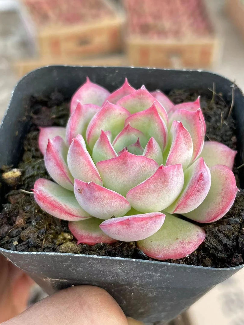 侧影 [全店拍满18元以上发货]多肉植物