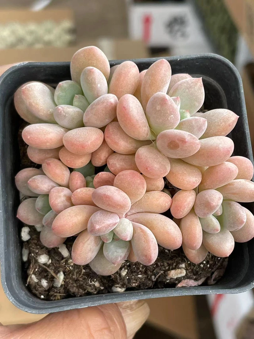 群生白鹭【全店凑单满18元发货】多肉植物