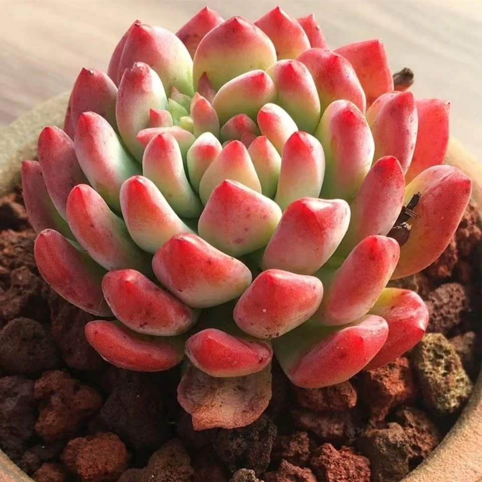 拇指盆蓝苹果 [全店凑单满18元发货] 多肉植物