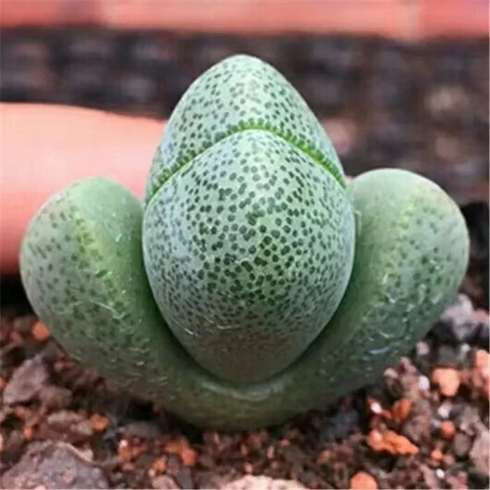穴盘元宝 [全店买满18元发货] 多肉植物