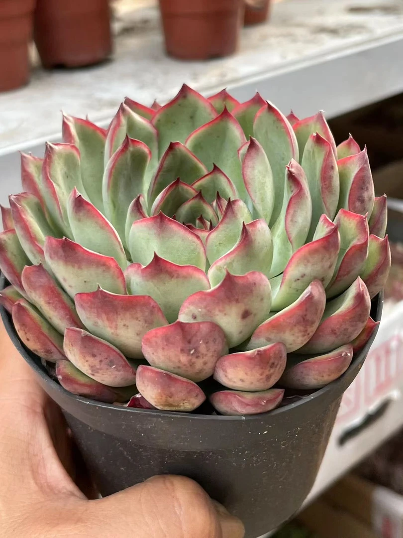 大荷花【全店凑单满18元发货】多肉植物