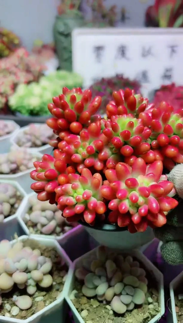 【闪购商品】圆盘虹之玉