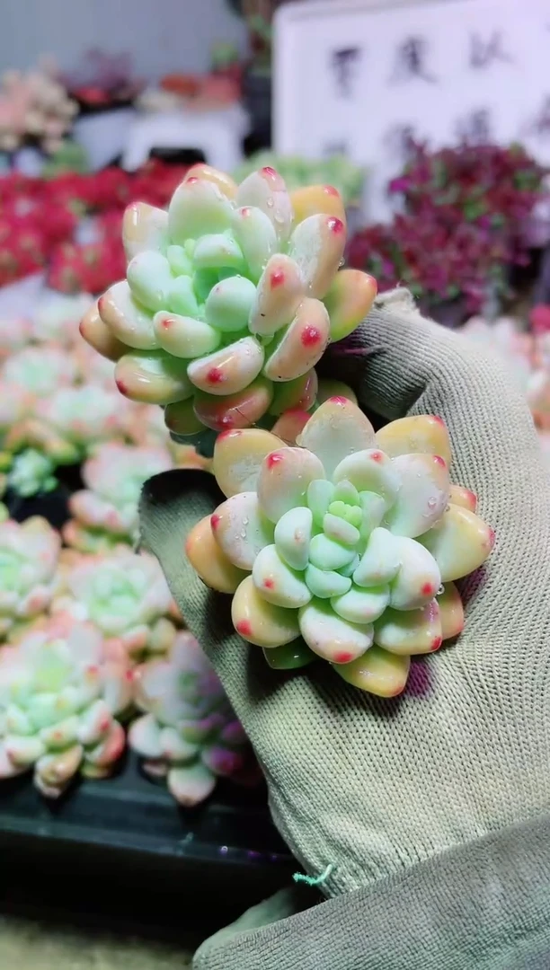 【闪购商品】穴盘罗琦