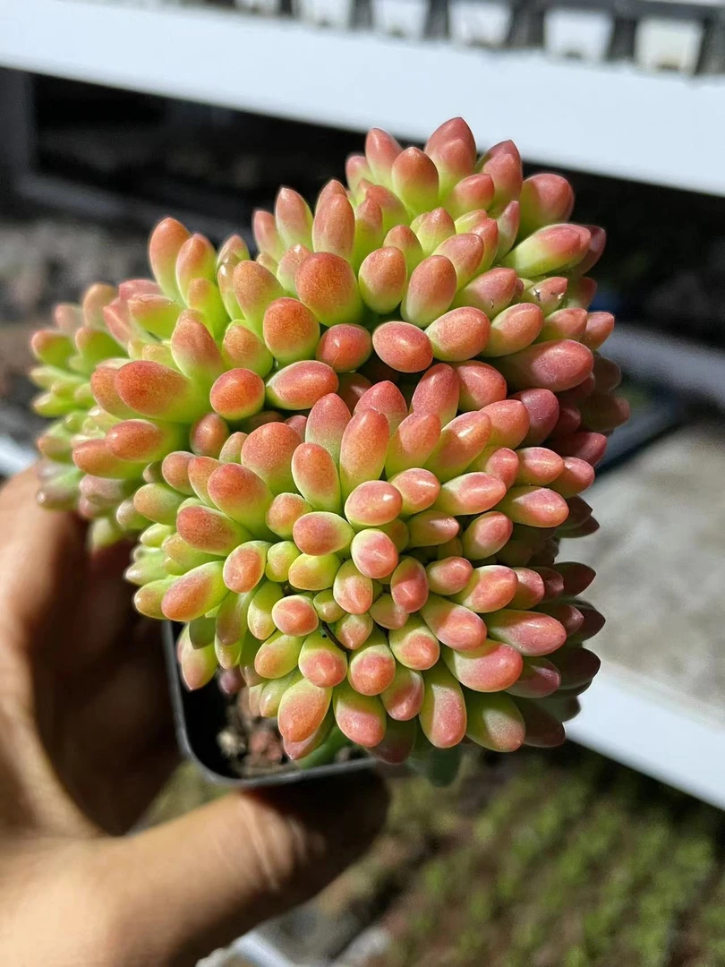 春萌缀化【全店凑满18元发货】多肉植物