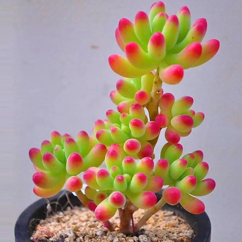 果冻乙女心【全店凑单满18元发货】多肉植物