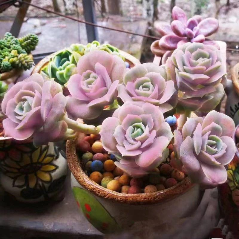 群生可爱玫瑰 [凑单满18元发货] 多肉植物