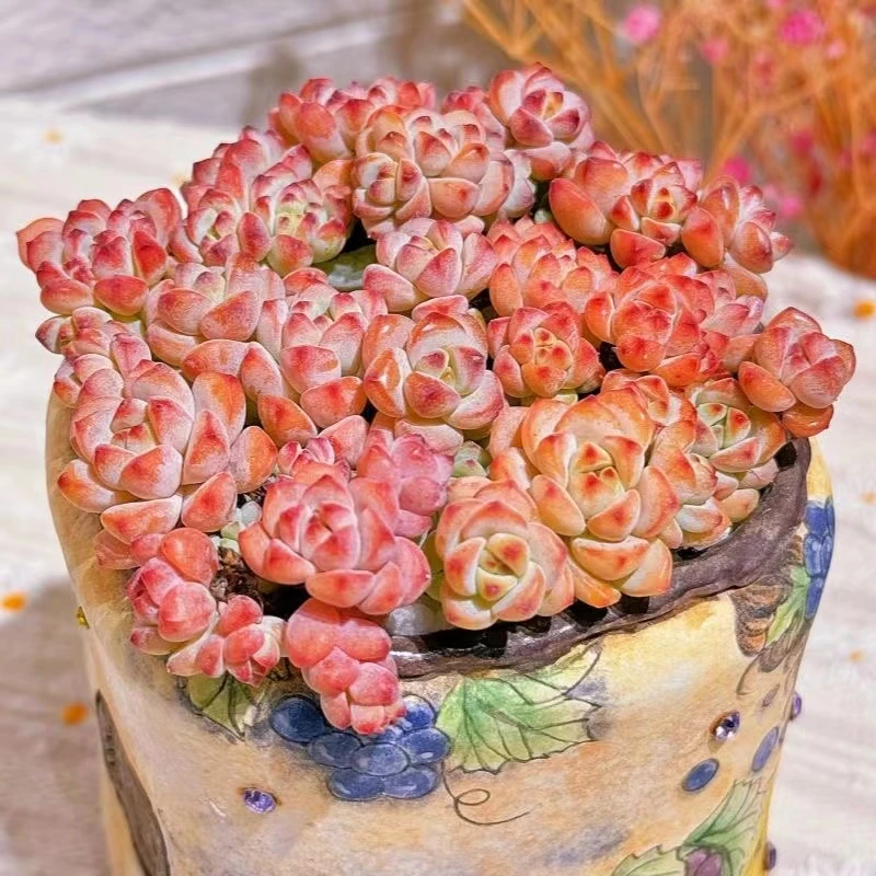 焦糖精灵【凑满18元发货】多肉绿植盆栽新手好养