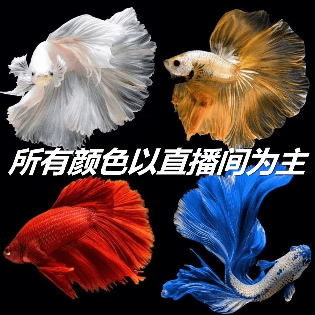 A17(385-408)精品泰国斗鱼热带小型观赏鱼婚纱半月(直播间选鱼)