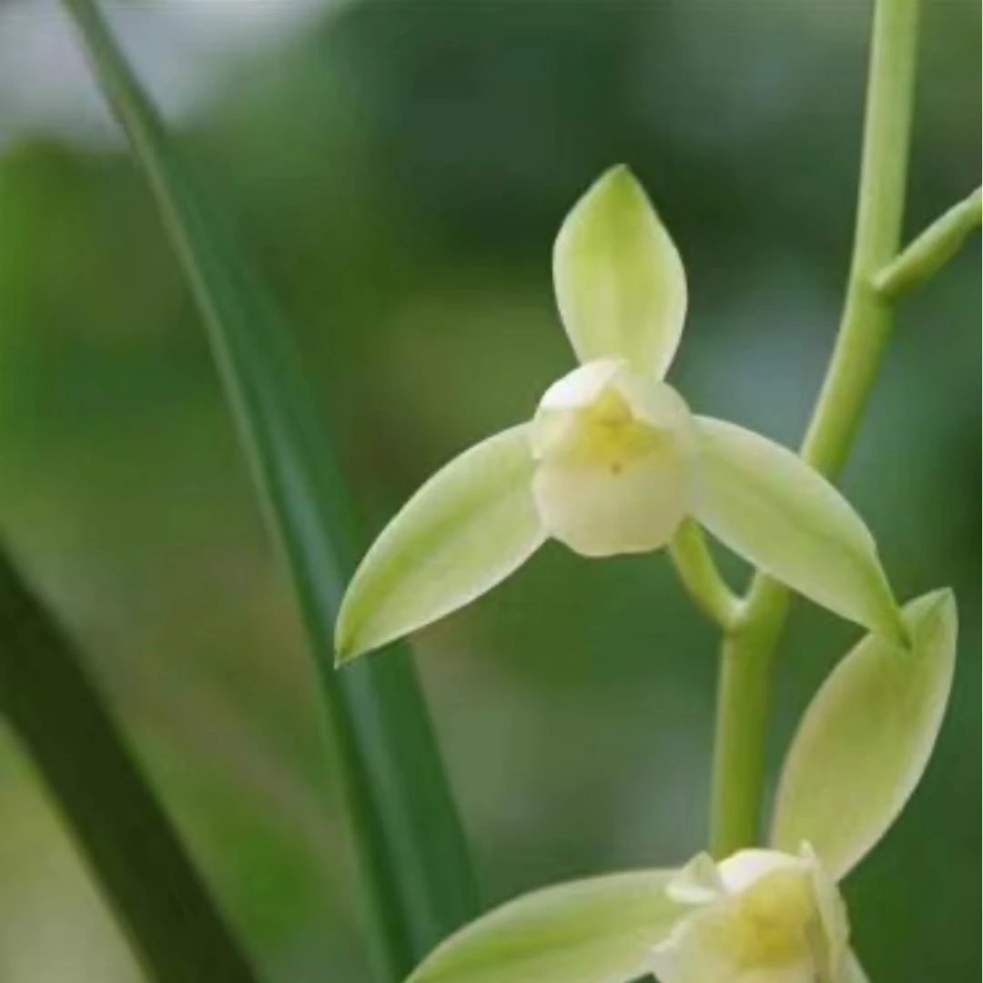 村曲建兰素心芽变爪艺 花香清香 花叶双全 开花多次