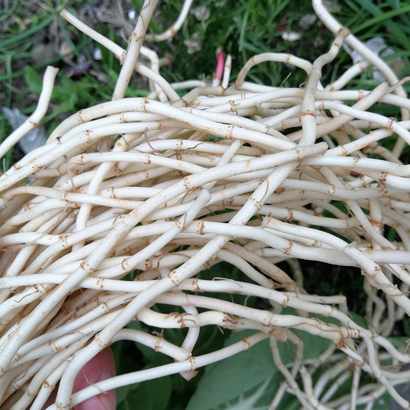 新鲜蔬菜农家自种现挖现发 折耳根