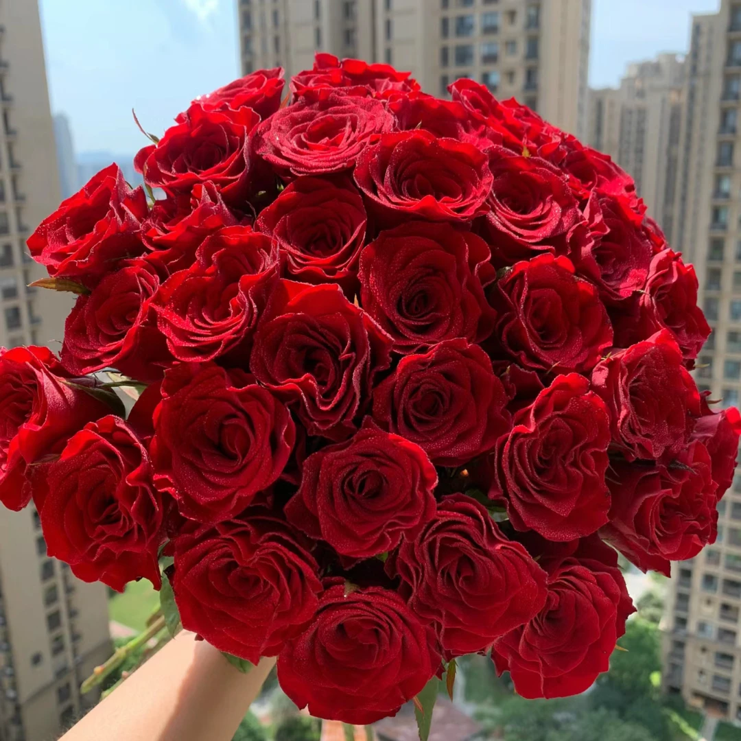 【高原红】10枝 复古暗红色 北方玫瑰花期持久 顺丰包邮