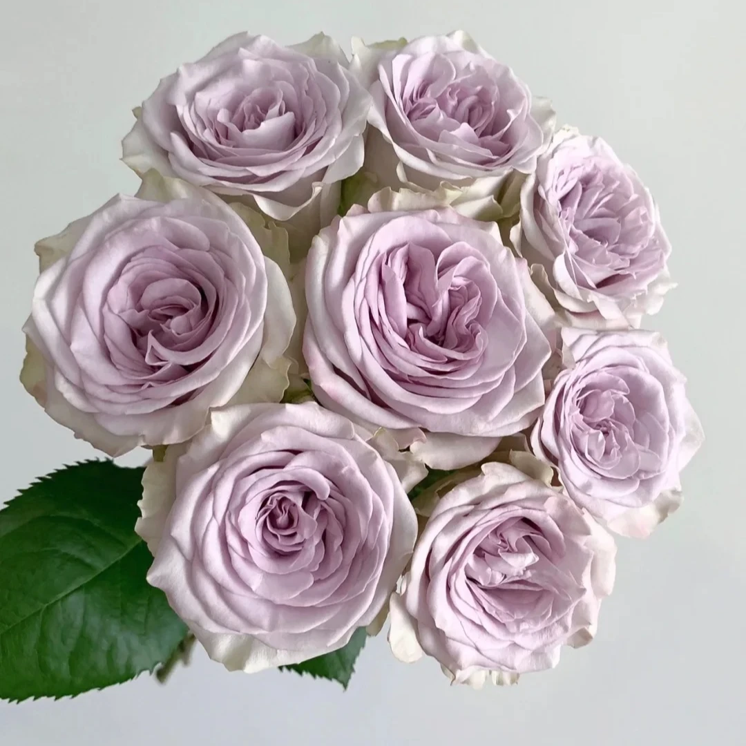 【海洋之心】紫色系玫瑰 北方玫瑰花期持久 顺丰包邮